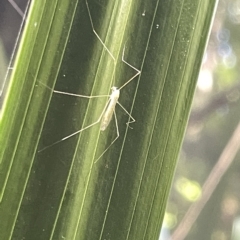 Unidentified Crane fly, midge, mosquito or gnat (several families) at Acton, ACT - 19 Feb 2023 by Hejor1