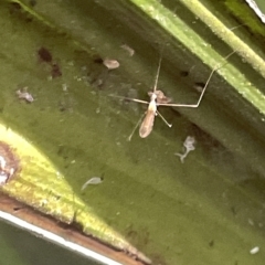 Tipuloidea sp. (superfamily) at Acton, ACT - 19 Feb 2023 02:19 PM