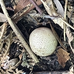 zz puffball at ANBG - 19 Feb 2023 by Hejor1