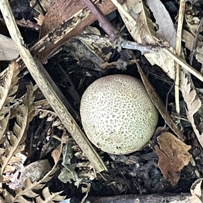 zz puffball at ANBG - 19 Feb 2023 by Hejor1