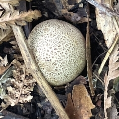 zz puffball at Acton, ACT - 19 Feb 2023