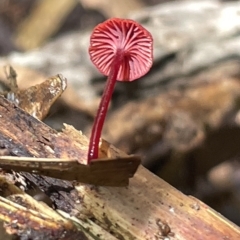 Cruentomycena viscidocruenta at Acton, ACT - 19 Feb 2023 02:15 PM