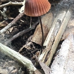 zz agaric (stem; gills not white/cream) at Acton, ACT - 19 Feb 2023 by Hejor1