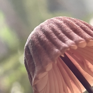 zz agaric (stem; gills not white/cream) at Acton, ACT - 19 Feb 2023