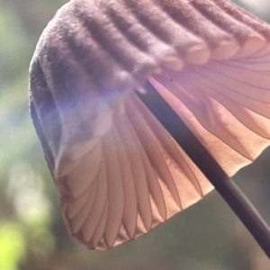 zz agaric (stem; gills not white/cream) at Acton, ACT - 19 Feb 2023