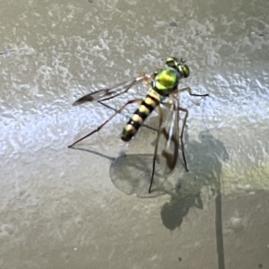 Austrosciapus sp. (genus) at Acton, ACT - 19 Feb 2023