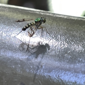 Austrosciapus sp. (genus) at Acton, ACT - 19 Feb 2023