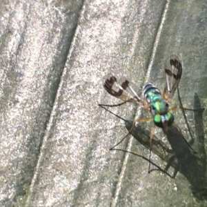 Austrosciapus sp. (genus) at Acton, ACT - 19 Feb 2023