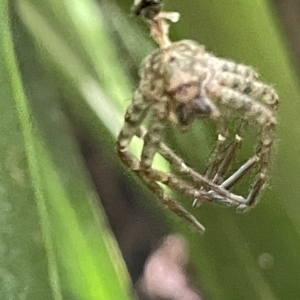 Sparassidae (family) at Acton, ACT - 19 Feb 2023 02:10 PM