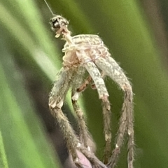 Sparassidae (family) at Acton, ACT - 19 Feb 2023 02:10 PM