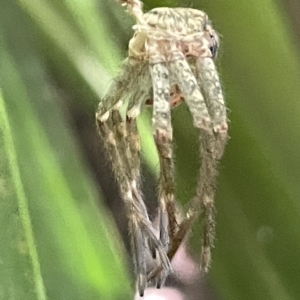 Sparassidae (family) at Acton, ACT - 19 Feb 2023 02:10 PM