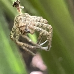 Sparassidae (family) at Acton, ACT - 19 Feb 2023 02:10 PM