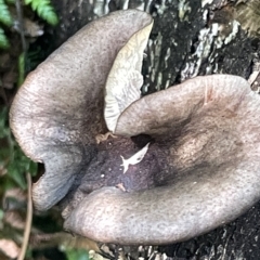 Unidentified Cap on a stem; gills below cap [mushrooms or mushroom-like] at Acton, ACT - 19 Feb 2023 by Hejor1