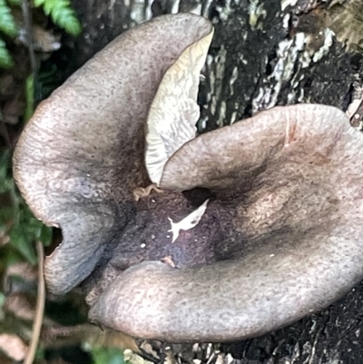 Unidentified Cap on a stem; gills below cap [mushrooms or mushroom-like] at Acton, ACT - 19 Feb 2023 by Hejor1