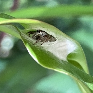 Opisthoncus sp. (genus) at Acton, ACT - 19 Feb 2023