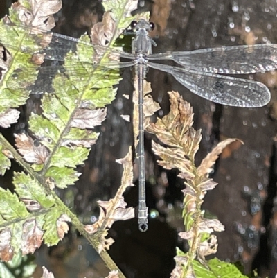 Austroargiolestes icteromelas (Common Flatwing) at Acton, ACT - 19 Feb 2023 by Hejor1