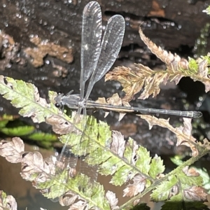 Austroargiolestes icteromelas at Acton, ACT - 19 Feb 2023