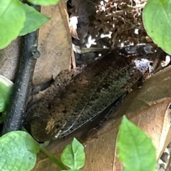 Calolampra sp. (genus) at Acton, ACT - 19 Feb 2023