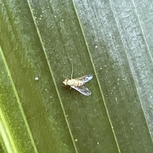 Dolichopodidae (family) at Acton, ACT - 19 Feb 2023 01:55 PM