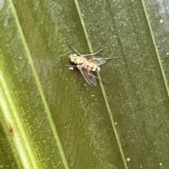 Dolichopodidae (family) at Acton, ACT - 19 Feb 2023 01:55 PM