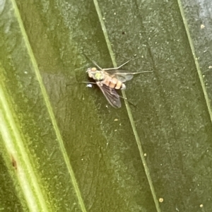 Dolichopodidae (family) at Acton, ACT - 19 Feb 2023 01:55 PM