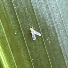 Dolichopodidae (family) at Acton, ACT - 19 Feb 2023 01:55 PM