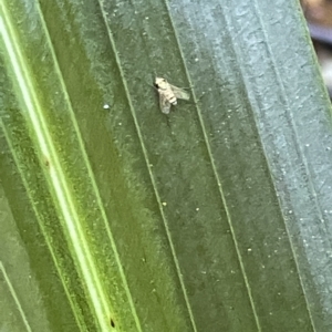 Dolichopodidae (family) at Acton, ACT - 19 Feb 2023 01:55 PM