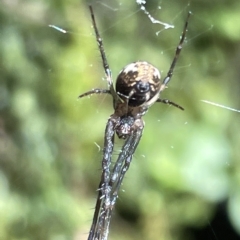 Gea theridioides (An orb weaver spider) at Acton, ACT - 19 Feb 2023 by Hejor1