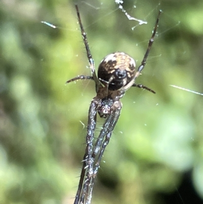 Gea theridioides (An orb weaver spider) at ANBG - 19 Feb 2023 by Hejor1