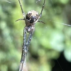 Gea theridioides at Acton, ACT - 19 Feb 2023 01:54 PM