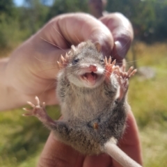 Antechinus agilis (Agile Antechinus) at Mt Holland - 19 Feb 2023 by danswell