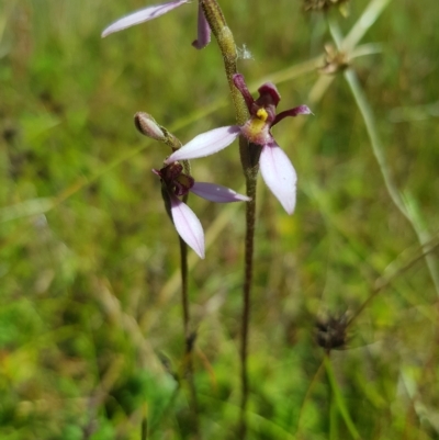 Eriochilus magenteus (Magenta Autumn Orchid) at Mt Holland - 19 Feb 2023 by danswell