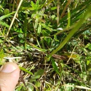 Spiranthes australis at Tinderry, NSW - 19 Feb 2023