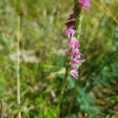 Spiranthes australis at Tinderry, NSW - 19 Feb 2023