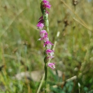 Spiranthes australis at Tinderry, NSW - 19 Feb 2023