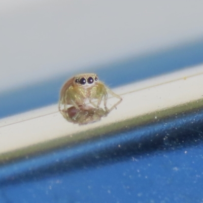 Salticidae (family) (Jumping spider) at Isabella Plains, ACT - 19 Feb 2023 by RodDeb