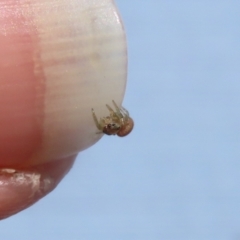 Salticidae (family) at Isabella Plains, ACT - 19 Feb 2023