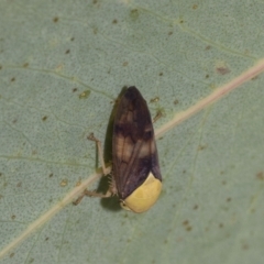 Brunotartessus fulvus (Yellow-headed Leafhopper) at Fraser, ACT - 17 Feb 2023 by AlisonMilton