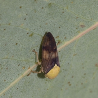 Brunotartessus fulvus (Yellow-headed Leafhopper) at Kuringa Woodlands - 17 Feb 2023 by AlisonMilton