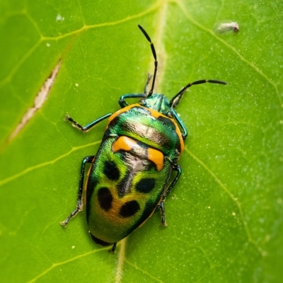 Scutiphora pedicellata (Metallic Jewel Bug) at Penrose - 14 Feb 2023 by Aussiegall