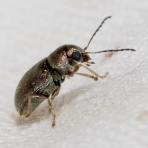 Eumolpinae (subfamily) at Hawker, ACT - 19 Feb 2023