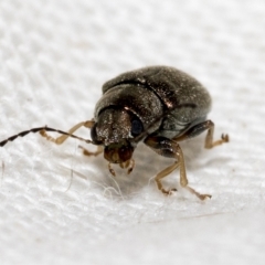 Eumolpinae (subfamily) at Hawker, ACT - 19 Feb 2023