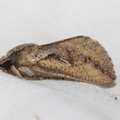 Elhamma australasiae (A Swift or Ghost moth (Hepialidae)) at Higgins, ACT - 15 Feb 2023 by AlisonMilton