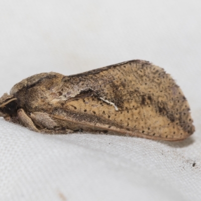 Elhamma australasiae (A Swift or Ghost moth (Hepialidae)) at Higgins, ACT - 15 Feb 2023 by AlisonMilton