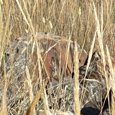 Egernia cunninghami (Cunningham's Skink) at Mount Majura - 15 Feb 2023 by MargL