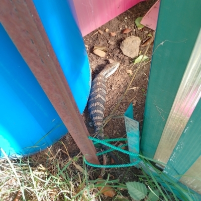 Tiliqua scincoides scincoides (Eastern Blue-tongue) at Tarago, NSW - 19 Feb 2023 by DrDJDavidJ