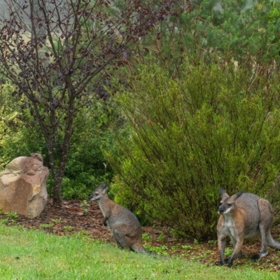 Notamacropus rufogriseus (Red-necked Wallaby) at Penrose - 8 Feb 2023 by Aussiegall