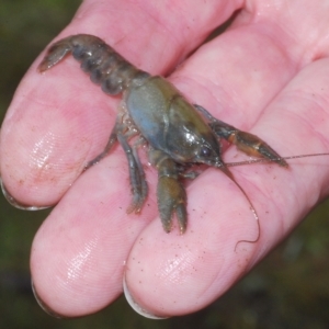 Cherax destructor at Tinderry, NSW - 16 Feb 2023 12:21 PM