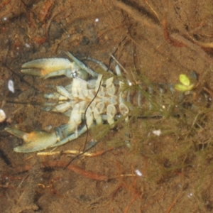 Cherax destructor at Tinderry, NSW - 16 Feb 2023 12:21 PM