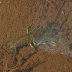 Cherax destructor at Tinderry, NSW - 16 Feb 2023 12:21 PM